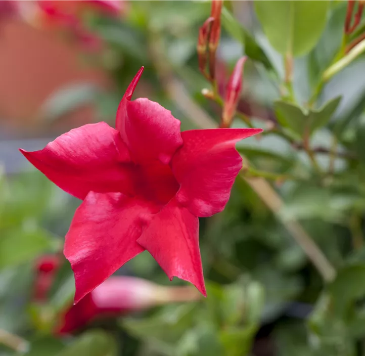 Dipladenia 'Sundaville® Rio'