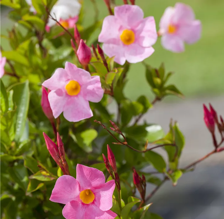 Dipladenia 'Sundaville® Rio'