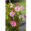bellaflora Gartencenter GmbH