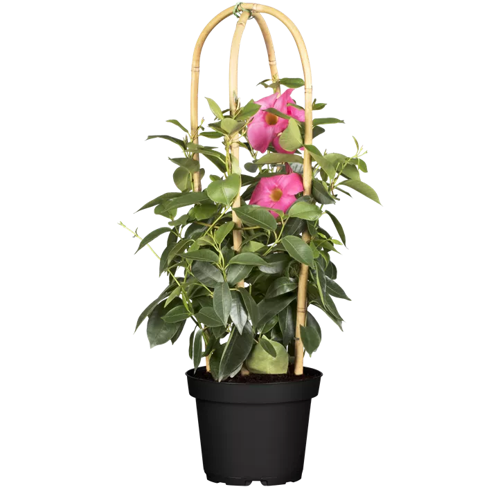 Dipladenia 'Sundaville® Rio'