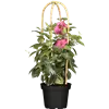 bellaflora Gartencenter GmbH
