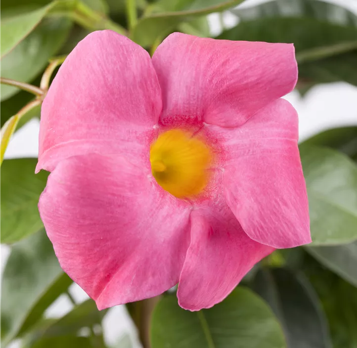 Dipladenia 'Sundaville® Rio'