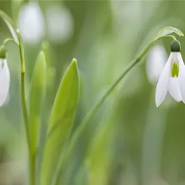 Galanthus Beluga