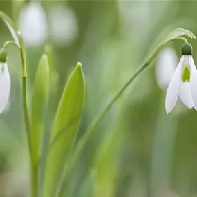 Galanthus Beluga