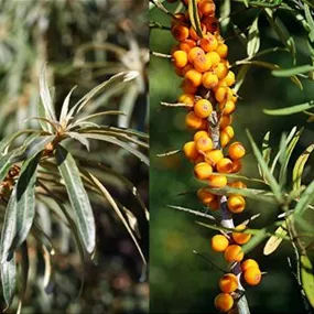 Hippophae Duo