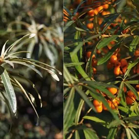 Hippophae Fruchtsorte 2 in 1