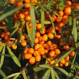 Hippophae rhamnoides