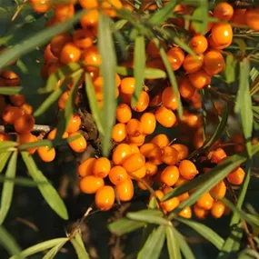 Hippophae rhamnoides