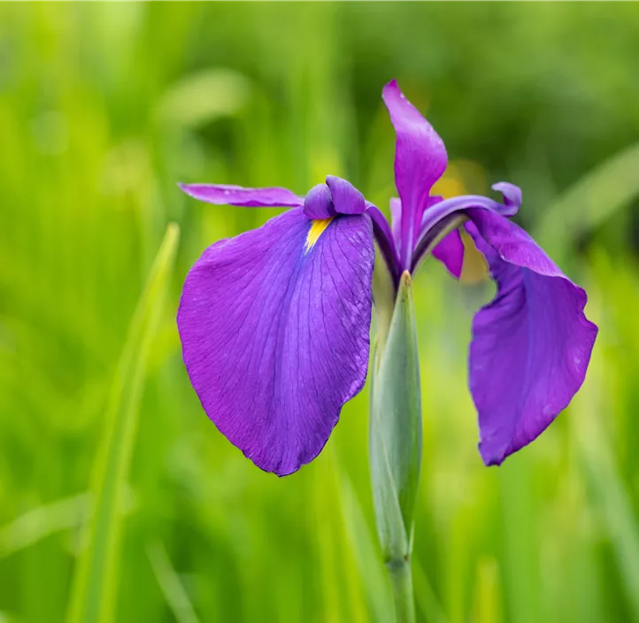 Sumpf-Schwertlilie 'Variegata'