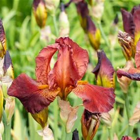 Iris louisiana Ann Chowing