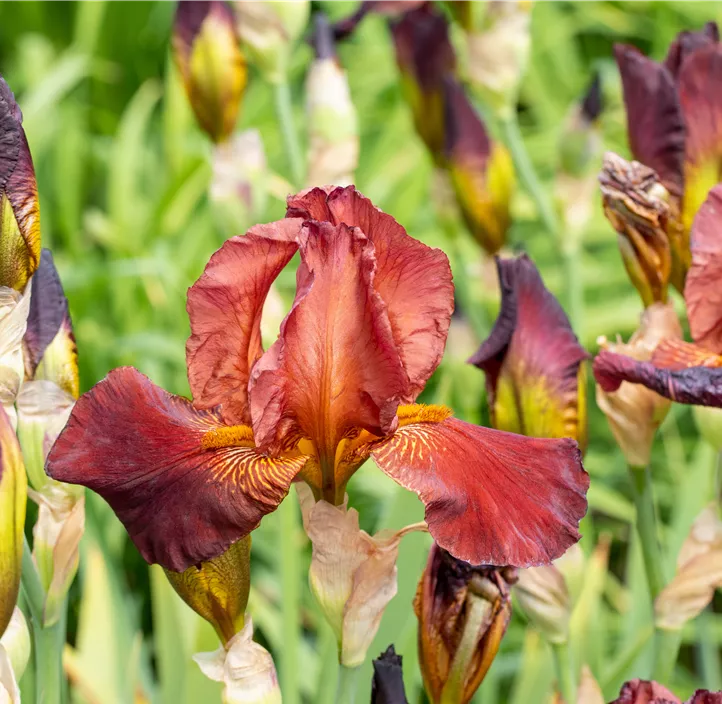 Iris 'Ann Chowning'