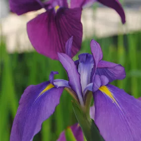 Iris louisiana Black Gamecock
