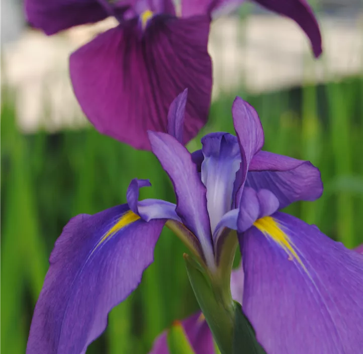 Iris 'Black Gamecock'