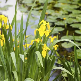 Iris pseudacorus Alba