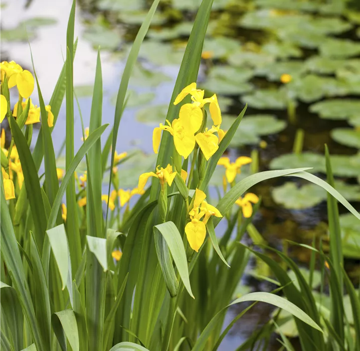 Sumpf-Schwertlilie 'Alba'