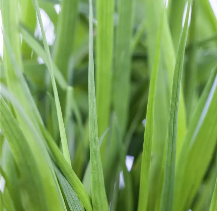 Schwertblättrige Binse