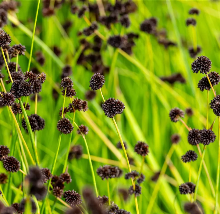 Schwertblättrige Binse