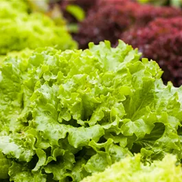 Lactuca sativa Gentilinia