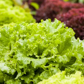 Lactuca sativa Gentilinia