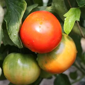 Lycopersicon Magic Fire resistent