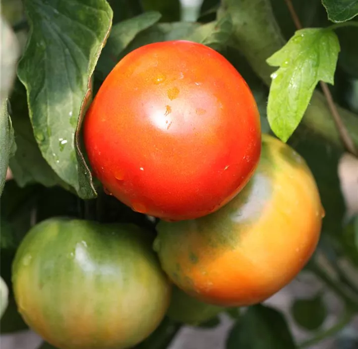 Salattomate 'Magic Fire'