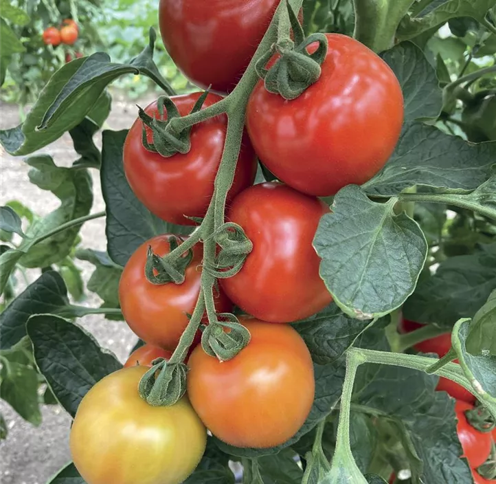 Salattomate 'Magic Fire'