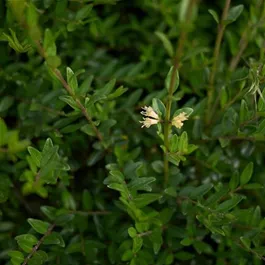 Lonicera