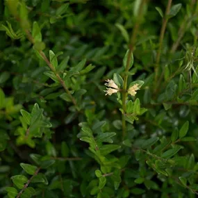 Lonicera
