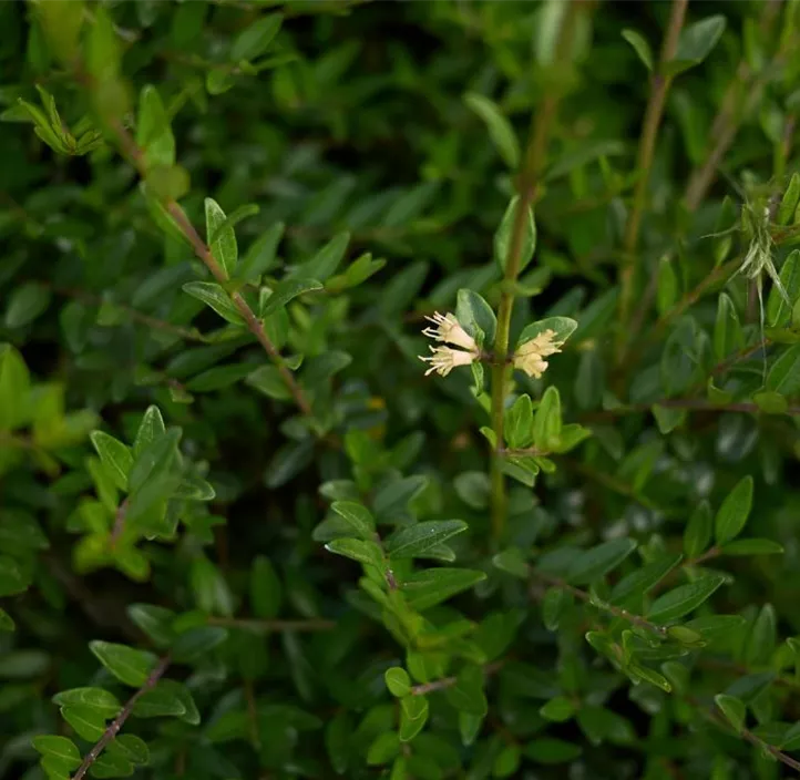 Heckenmyrte 'Maigrün'