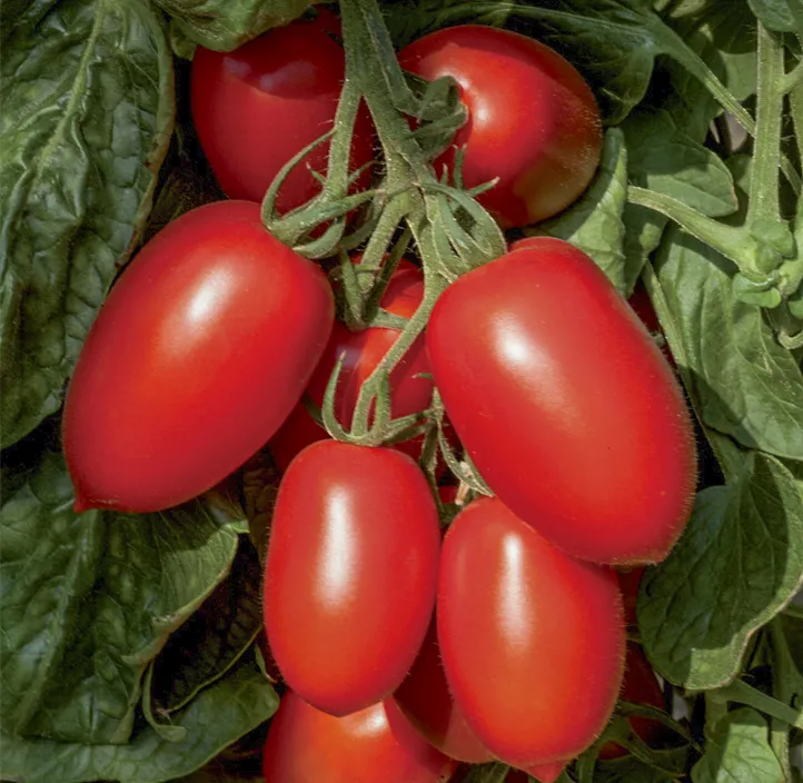 Eiertomate 'Nagina'