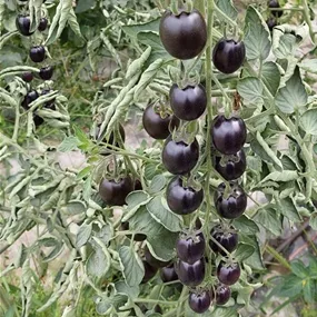 Lycopersicon 'Nightshade' resistent