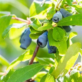 Lonicera kamtschatica Altaj