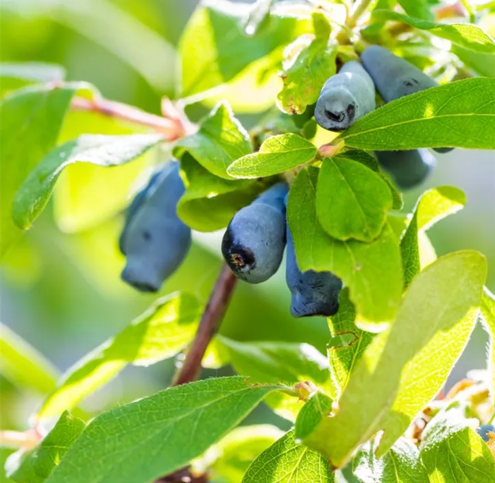 Blaue Heckenkirsche 'Altaj'