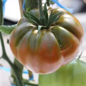 Lycopersicon Noir de Russe