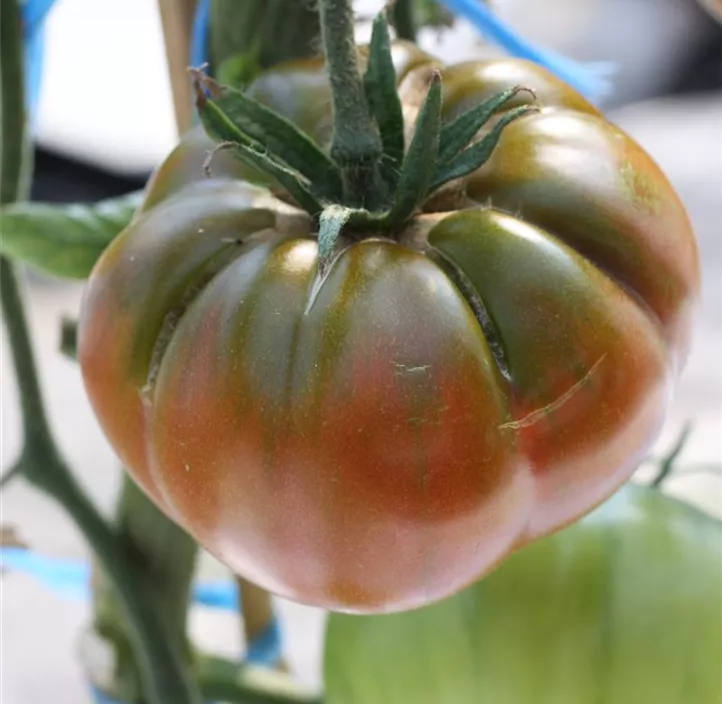 Tomate 'Black Russian'