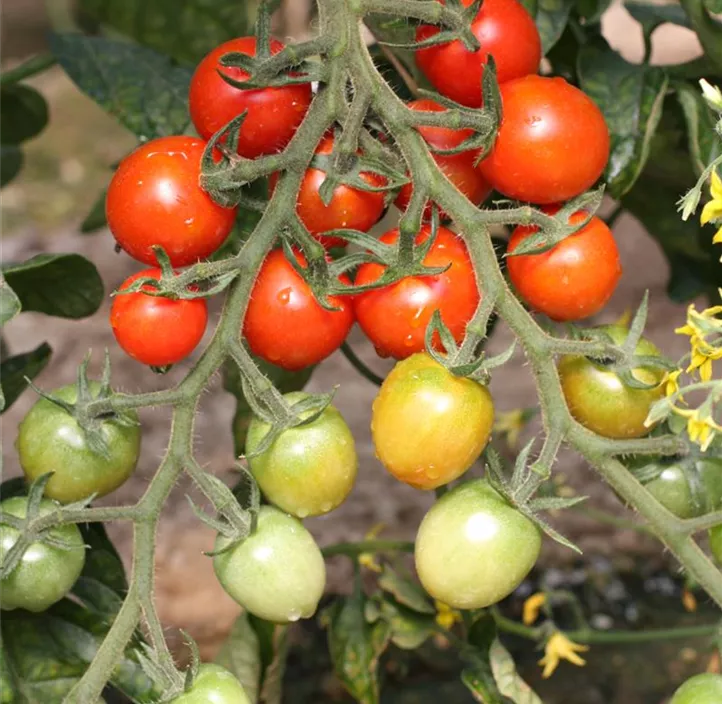 Cocktailtomate 'Onuba'