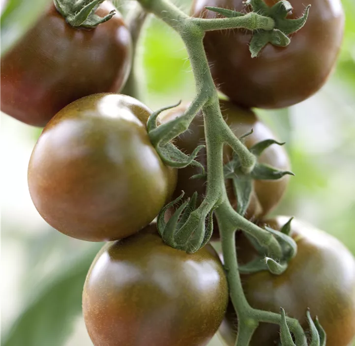 Cocktailtomate 'Bombonera'