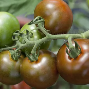 Lycopersicon Anti Aging Bombonera braun