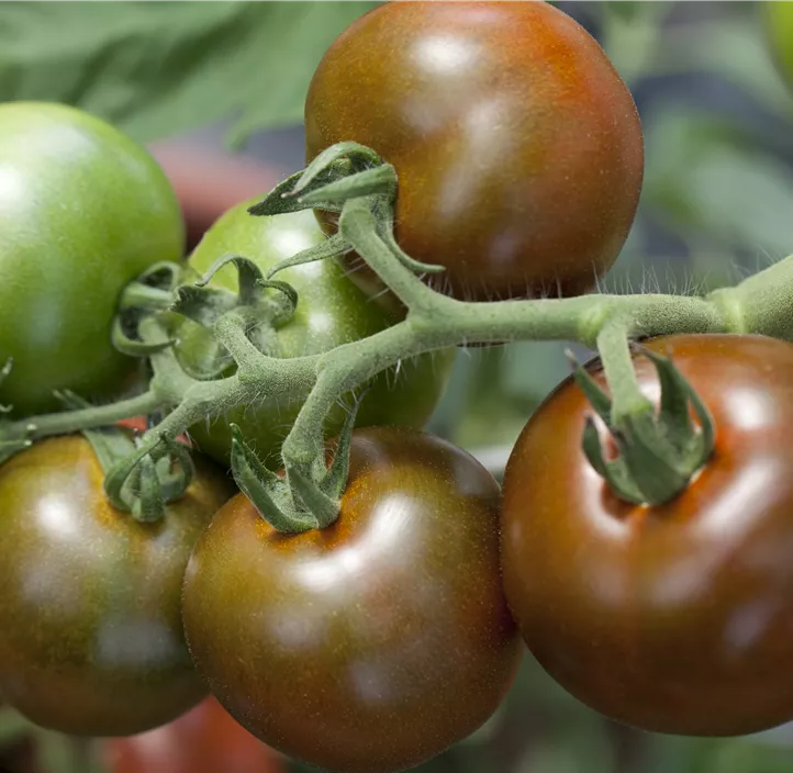 Cocktailtomate 'Bombonera'
