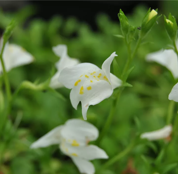 Garten-Lippenmäulchen 'Albus'