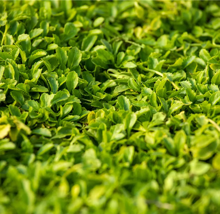 Garten-Lippenmäulchen 'Albus'