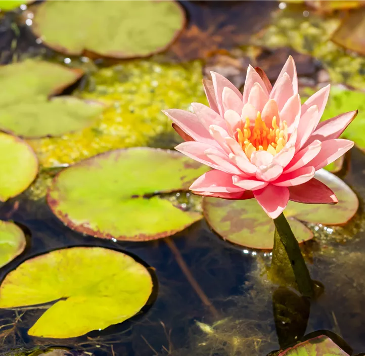 Garten-Seerose 'Colorado'