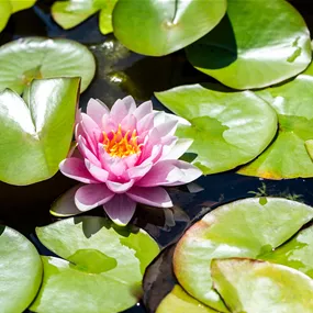 Nymphaea Madame Wilfron Gonnere