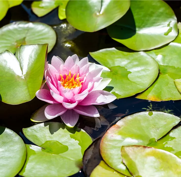 Seerose 'Madame Wilfron Gonnère'