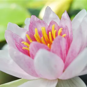 Nymphaea Marliacea Carnea
