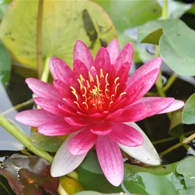 Nymphaea Pygmaea Rubra