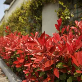 Photinia fraserii Compacta