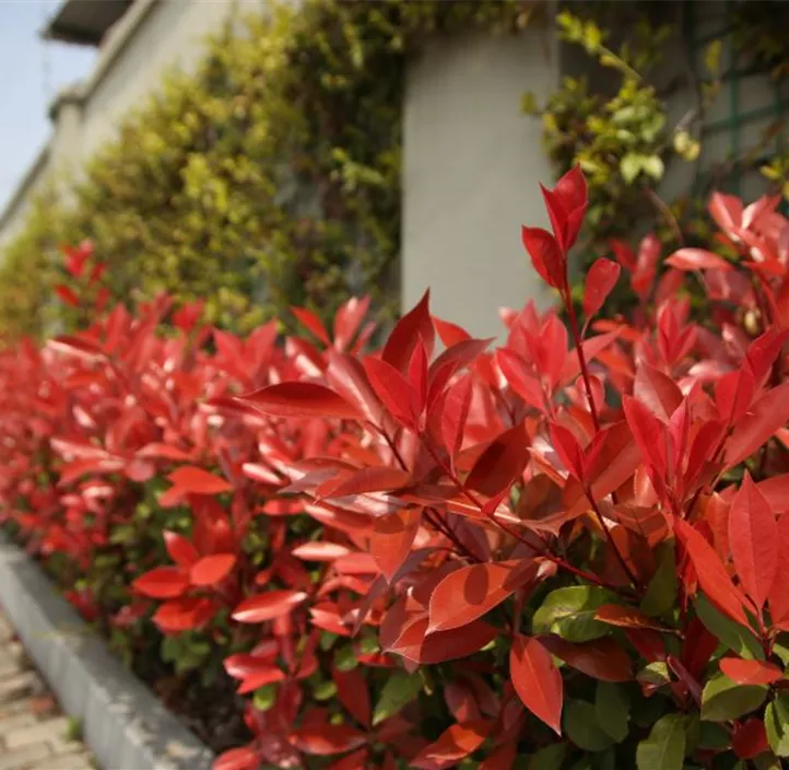 Glanzmispel 'Compacta'