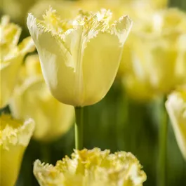 Tulipa Hybride gefranste Mischung