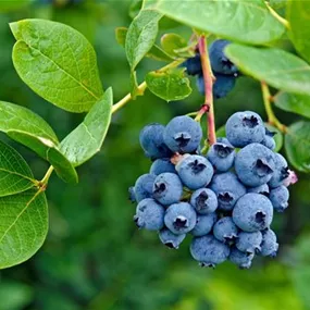 Vaccinium corymbosum Brigitta Blue